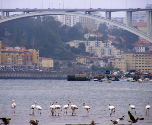 Porto Arrabida Gaia, Big Comfortable, 4Or6 Pax, Ground Floor Vila Nova de Gaia Buitenkant foto